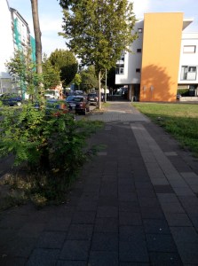 img_20160917_091147-strassenbaeume-gebag-faellung-a