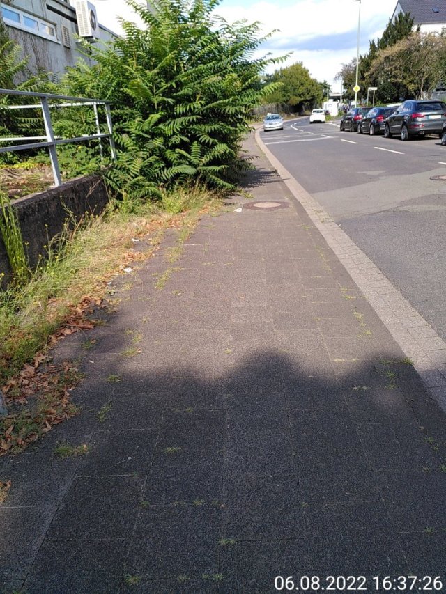 Kruppstraße Gehweg zugewachsen