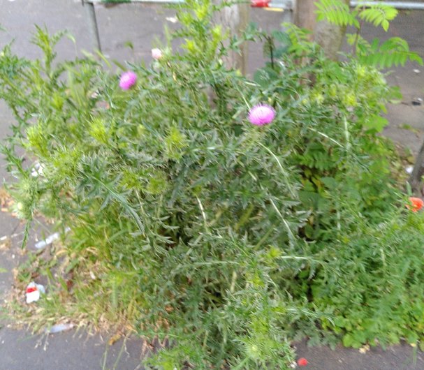 Distel in einer Baumscheibe, als Naturreste in der Stadt