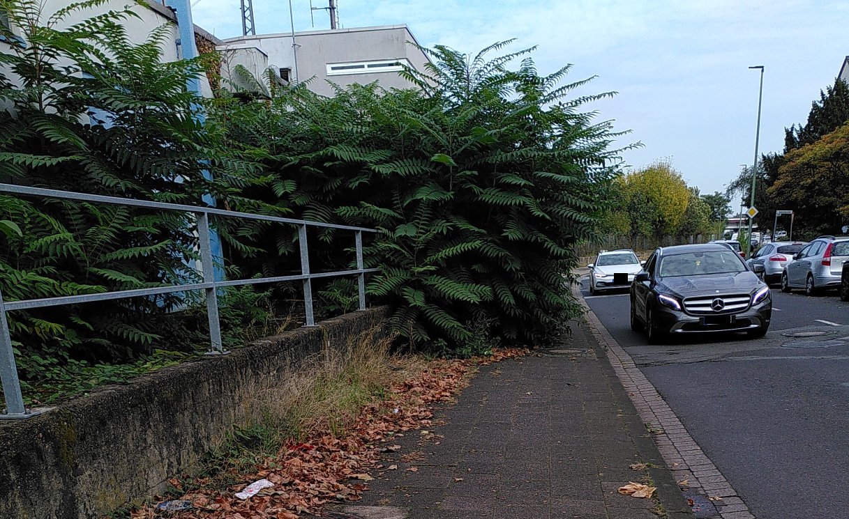 Gehweg auf der Kruppstraße in Duisburg Rheinhausen vollständig zugewachsen.