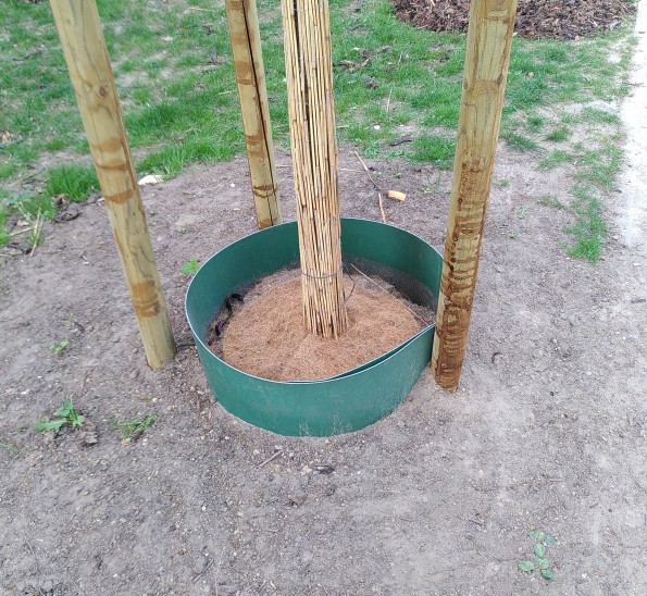 Baumscheibe in Grünfläche mit Kunststoffumrand, ca. 30 cm hoch.