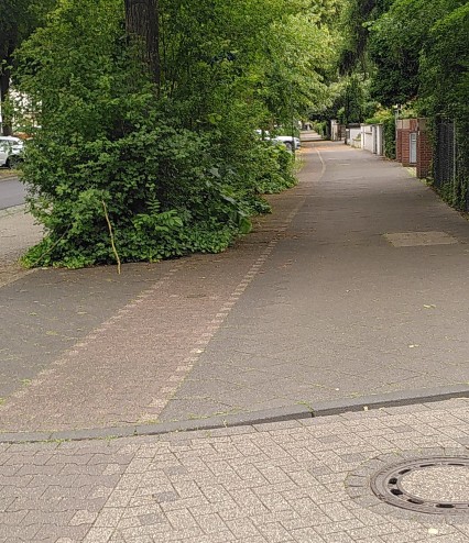 Fast vollständig zugewachsener Radweg
