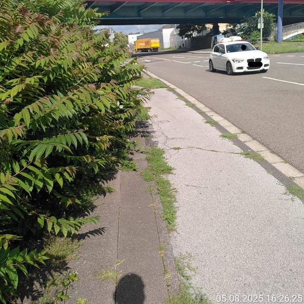 Vollständig zugewachsener Gehweg, rechts daneben ein Radweg