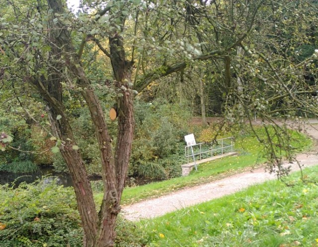 Baum in dem ein abgesägter Ast hängt.