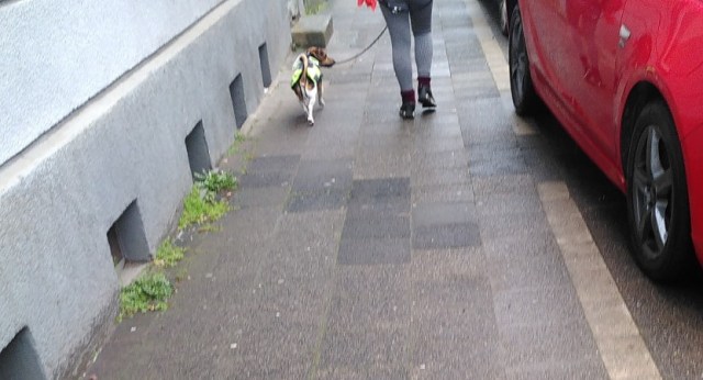 Günterstr in Duisburg Rheinhausen mit erlaubten Parken bis 1,5 m auf Gehweg. Eine Frau mit Hund ist dort unterwegs und blockiert dies gesamte Gehwegbreite.