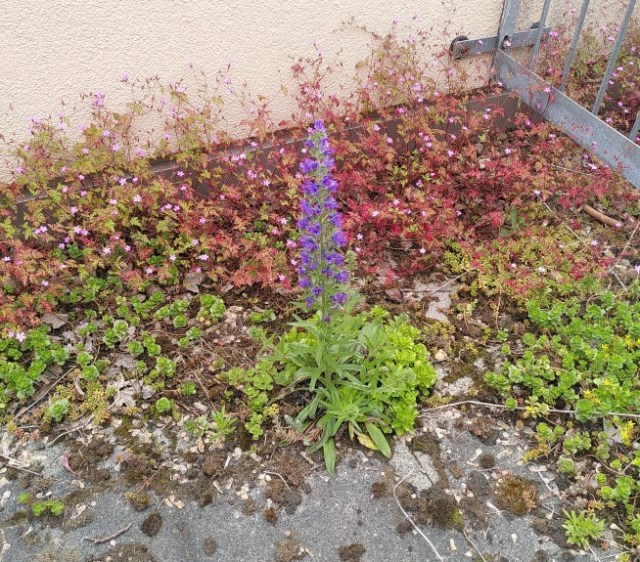 Bienenfreund mit weiteren Pflanzen im Hintergrund