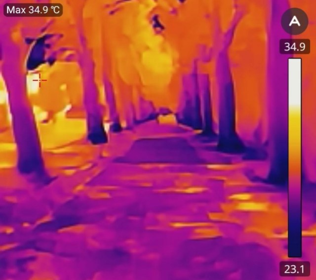 Duisburg Rheinhausen Allee aus Platanen mit wassergebundener Decke und einer Straße links daneben.