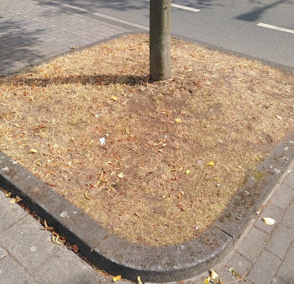 Baumscheibe mit hohem Bordstein und vollgefüllt mir Erde, darauf trockenes Gras.