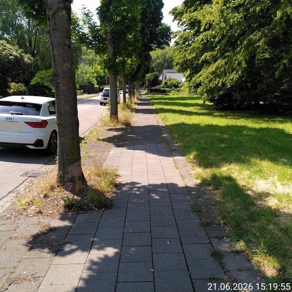 Bild von Straßenabschnitt mit Bäumen und KFZ, die Bäume haben einen Schatten
